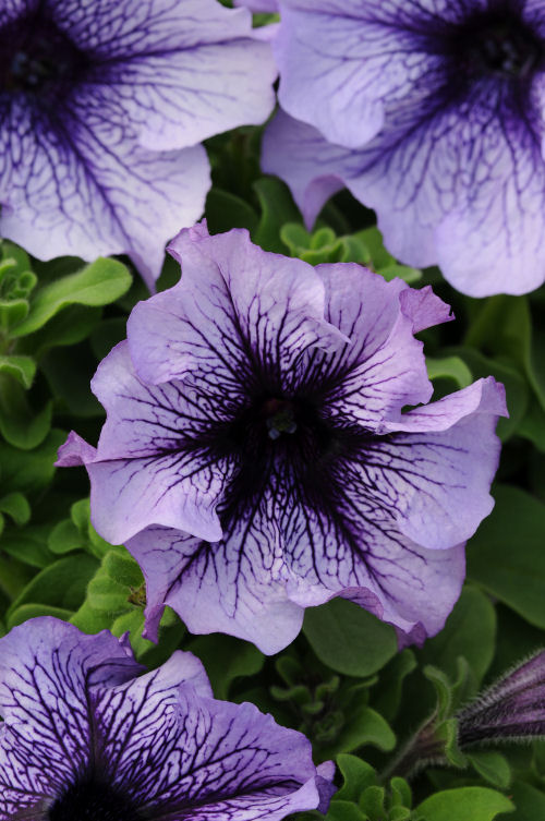 Petunia Grandiflora SinglePetunia Daddy Series F1 Blue   1000 semien