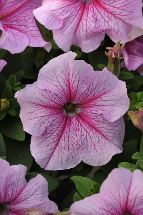Petunia Grandiflora SinglePetunia Daddy Series F1 Peppermint   1000 semien