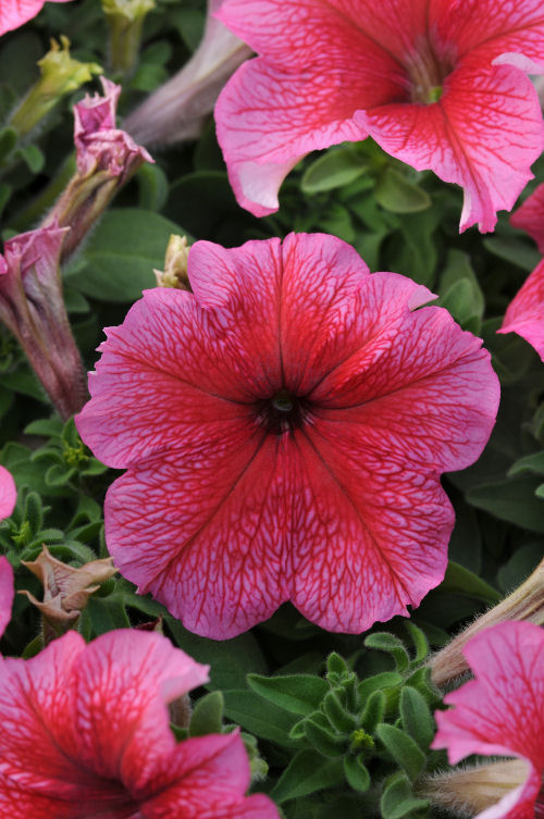 Petunia Grandiflora SinglePetunia Daddy Series F1 Red  1000 semien