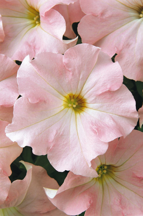 Petunia Grandiflora single Petunia hybrida Veľkokvetá Petúnia Dreams Series F1 Appleblossom   1000 semien
