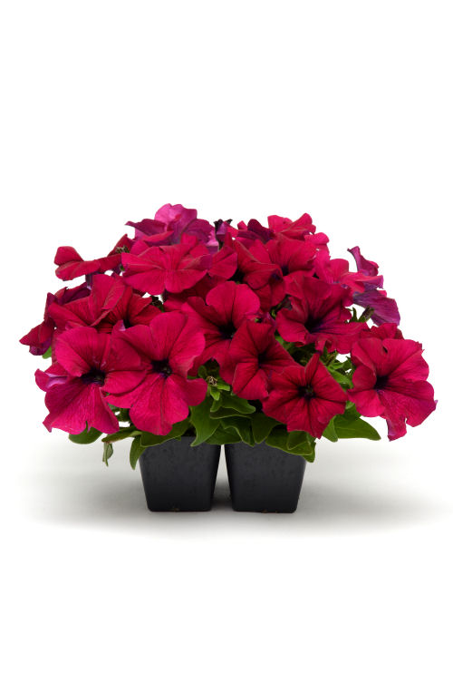 Petunia Grandiflora singlePetunia hybrida Veľkokvetá Petúnia Dreams Series F1 Burgundy 1000 semien