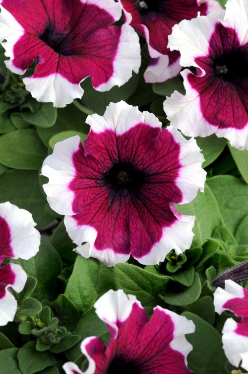 Petunia Grandiflora singlePetunia hybrida Veľkokvetá Petúnia Dreams Series F1 Burgundy Picotee 20 semien