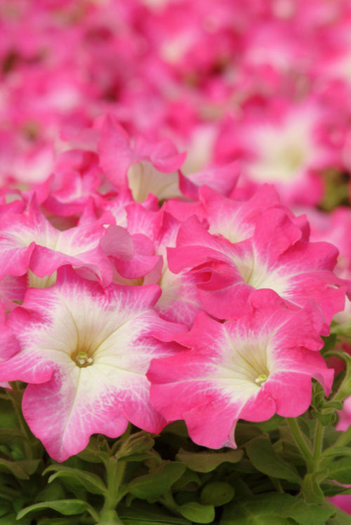 Petunia Grandiflora singlePetunia hybrida Veľkokvetá Petúnia Dreams Series F1 Rose Morn   1000 semien