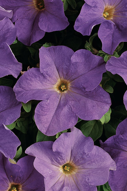 Petunia Grandiflora singlePetunia hybrida Veľkokvetá Petúnia Dreams Series F1 Sky Blue   1000 semien