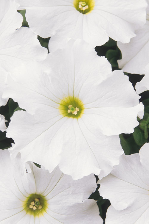 Petunia Grandiflora single Petunia hybrida Veľkokvetá Petúnia Dreams Series F1 White  1000 semien