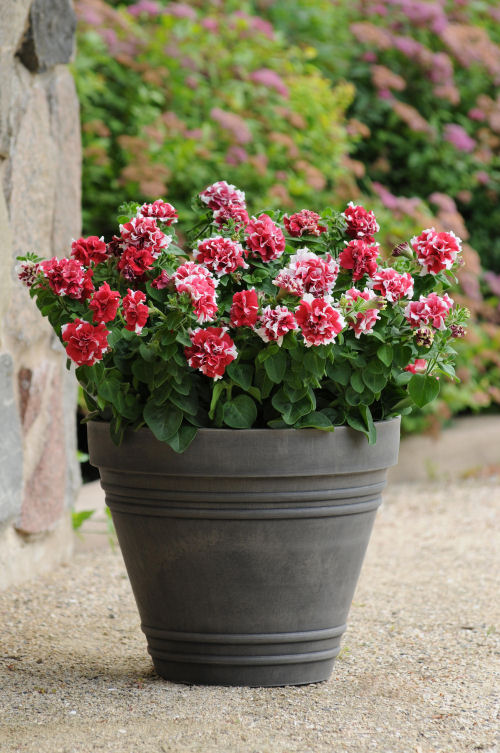 Petunia Multiflora Double, Duo Series F1 Red White    1000 semien