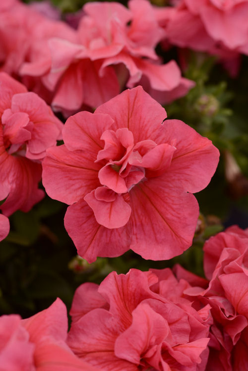 Petunia Multiflora Double, Duo Series F1 Salmon    1000 semien