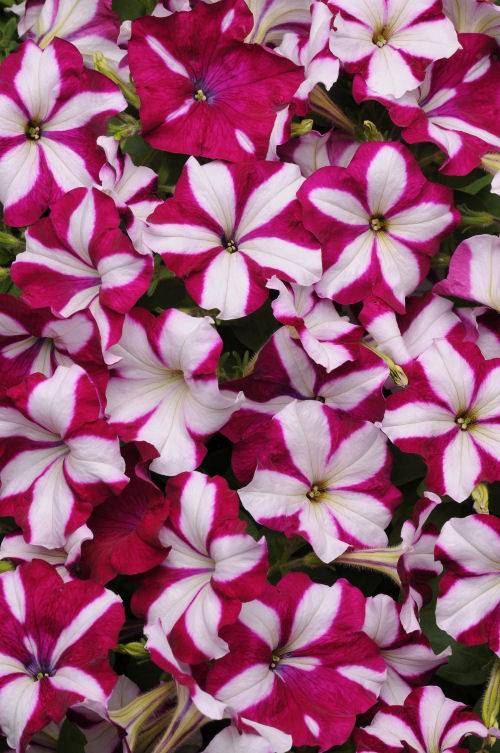 SpreadingPetuniaPetunia hybrida Previslé Petúnie Easy Wave Series F1 Burgundy Star   1000 semien
