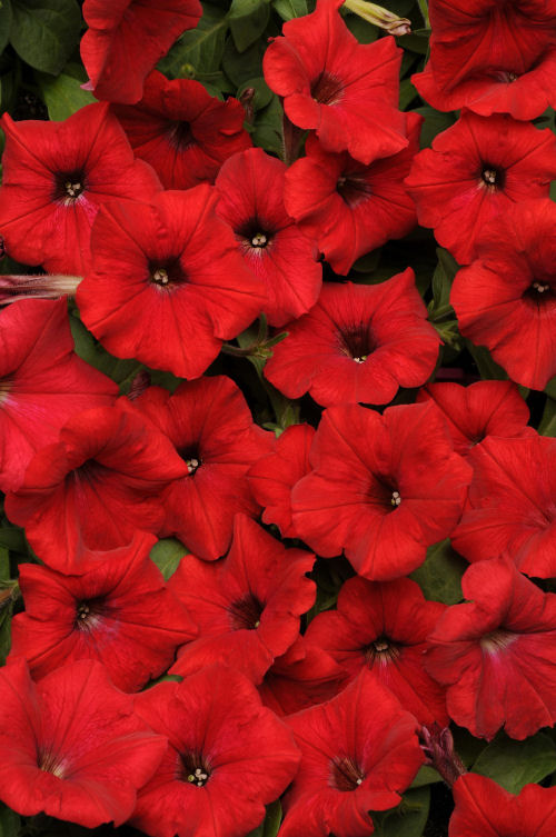 Petunia hybrida Previslé Petúnie Easy Wave Series F1 Red 20 semien