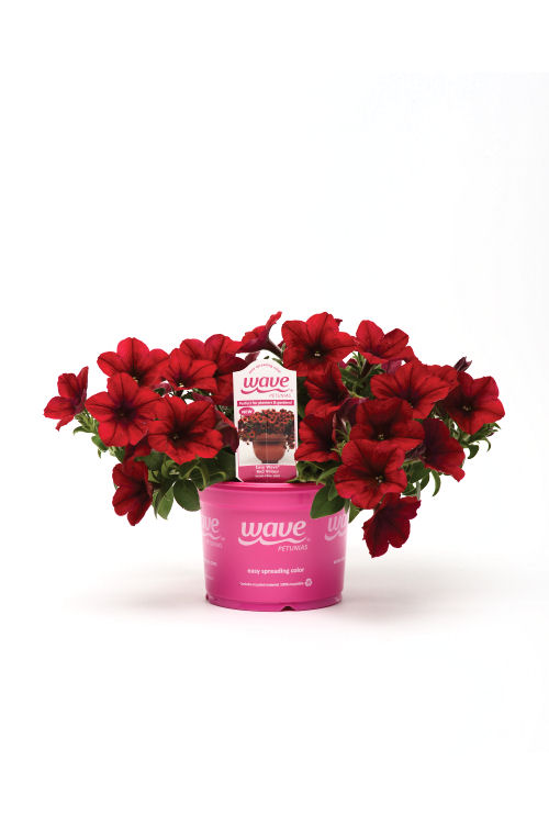 SpreadingPetuniaPetunia hybrida Previslé Petúnie Easy Wave Series F1 Red Velour   1000 semien