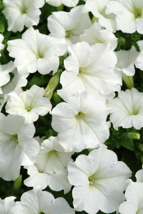 SpreadingPetuniaPetunia hybrida Previslé Petúnie Easy Wave Series F1 White   1000 semien