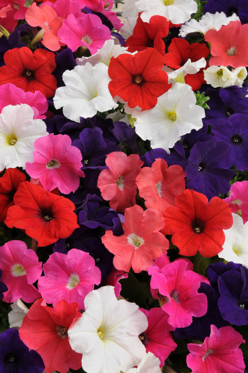 Petunia  Compact GrowingPetunia Lo Rider Multiflora Series F1 Mix    1000 semien