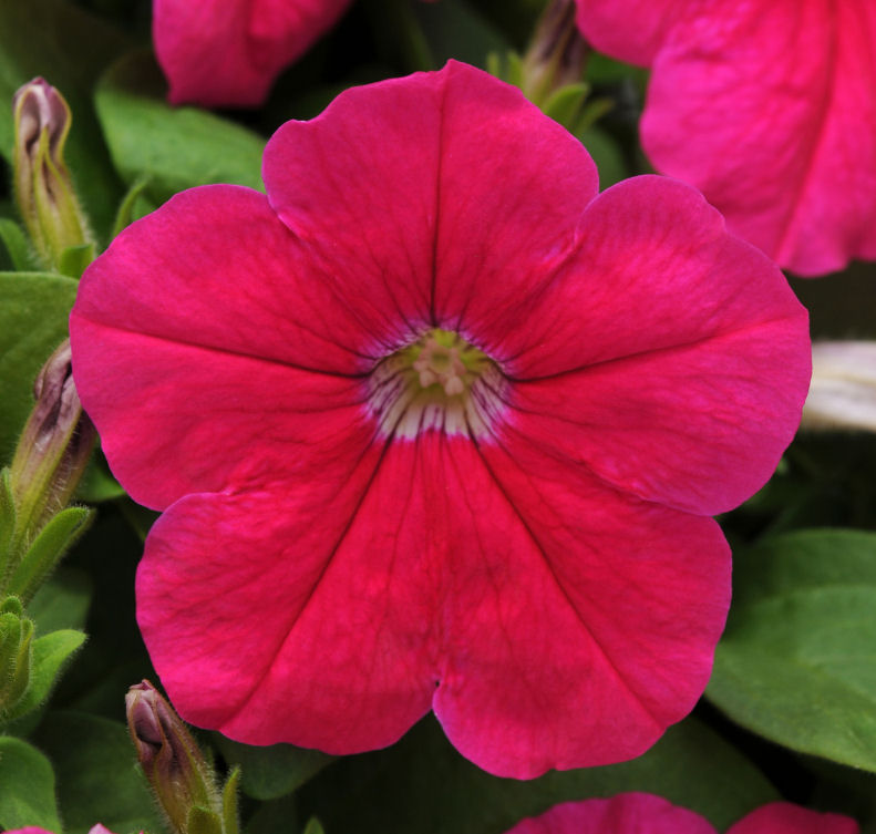Petunia GrandifloraCompact GrowingPetunia Ez Rider Grandiflora Series F1 Pink   1000 semien