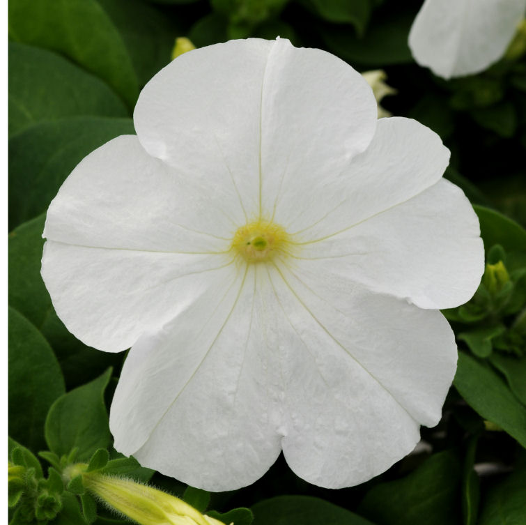 Petunia  Compact GrowingPetunia Lo Rider Multiflora Series F1 White    1000 semien