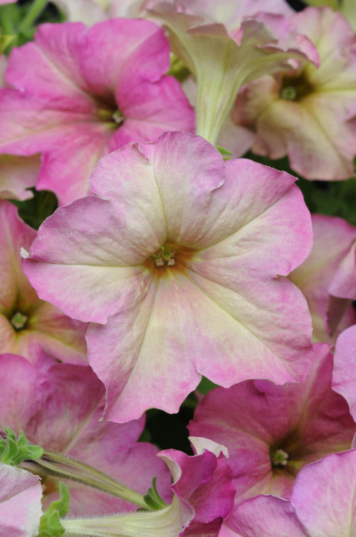 Petunia Grandiflora Single Sophistica Collection F1 Antique Shades   1000 semien