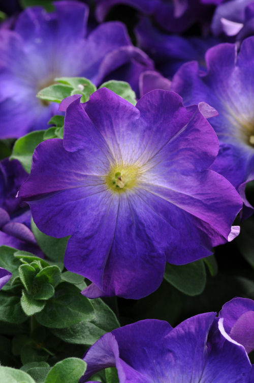 Petunia Grandiflora Single Sophistica Collection F1 Blue Morn   1000 semien
