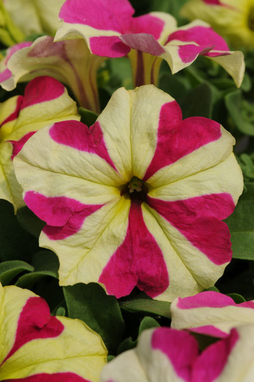 Petunia Grandiflora Single Sophistica Collection F1 Lime Bicolor 1000 semien