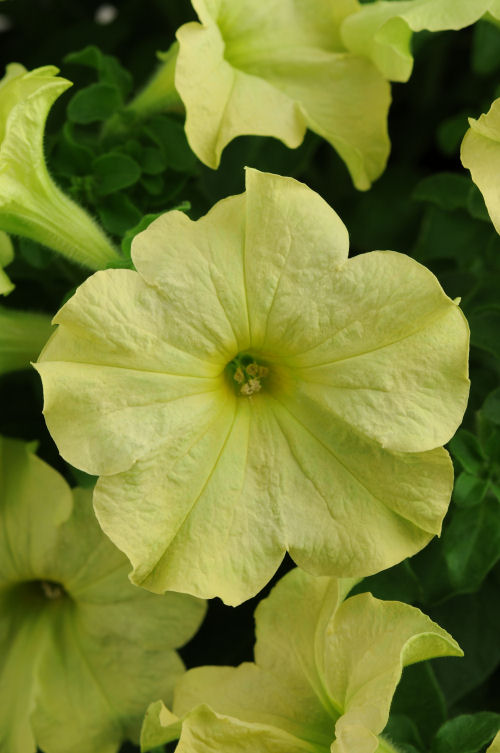 Petunia Grandiflora Single Sophistica Collection F1 Lime Green   1000 semien