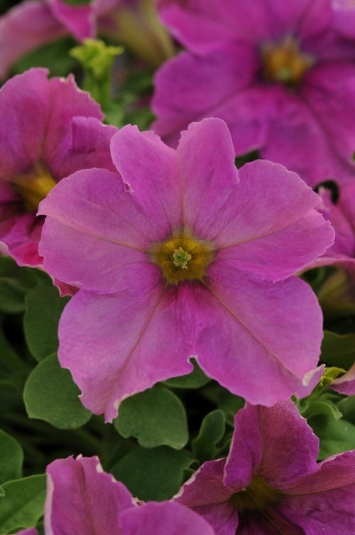 Petunia Grandiflora Single Sophistica Collection F1 Twilight   1000 semien