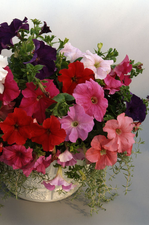 Petunia Grandiflora SinglePetunia Supercascade Series F1 Mix 20 semien