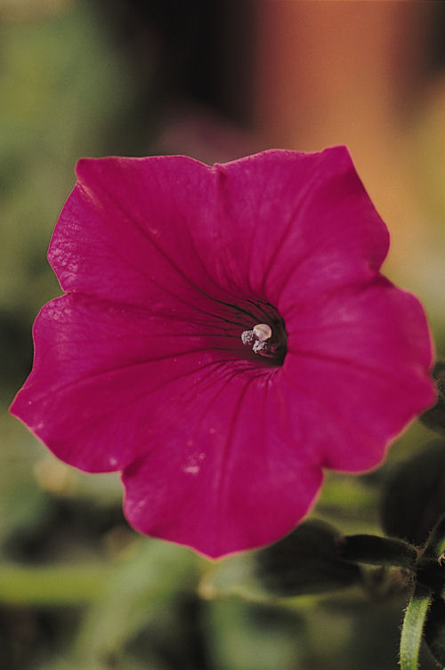 SpreadingPetuniaPetunia hybrida Previslé Petúnie Tidal Wave Series F1 Cherry   1000 semien