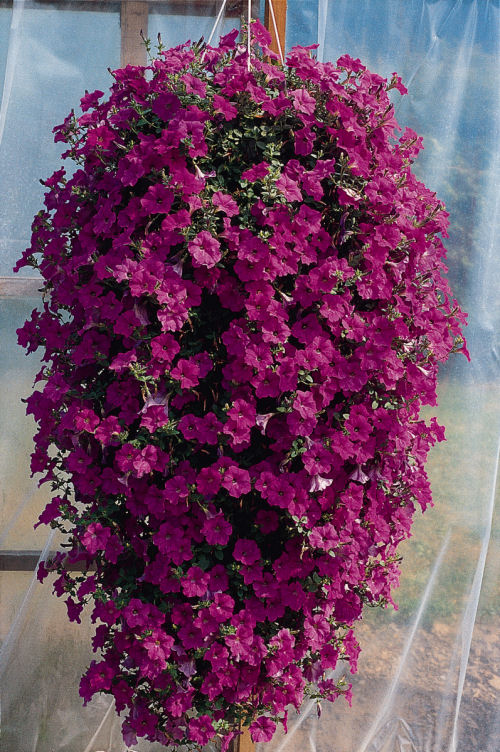 SpreadingPetuniaPetunia hybrida Previslé Petúnie Wave Series F1 Lavender   1000 semien