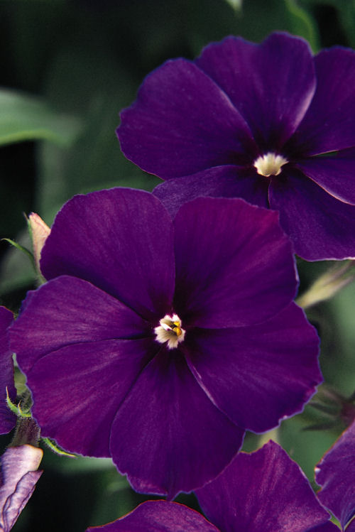 Phlox drummondii 21st Century Series (Flox) Blue 1000 semien