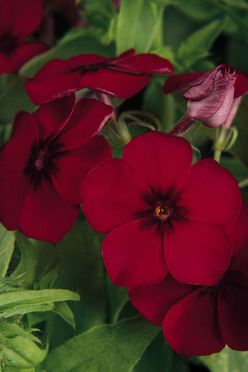 Phlox drummondii 21st Century Series (Flox) Crimson 1000 semien