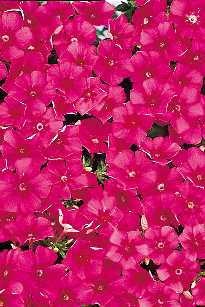 Phlox drummondii Ethnie Series (Flox) Dark Rose 1000 semien