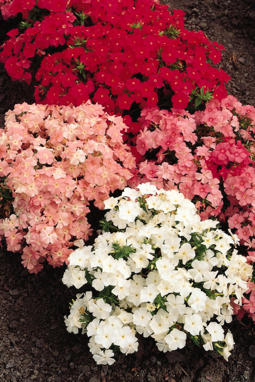 Phlox drummondii Ethnie Series (Flox) Mix Pastel 1000 semien
