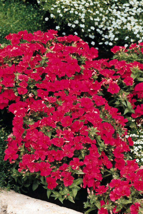 Phlox drummondii Ethnie Series (Flox) Purple Violet 1000 semien