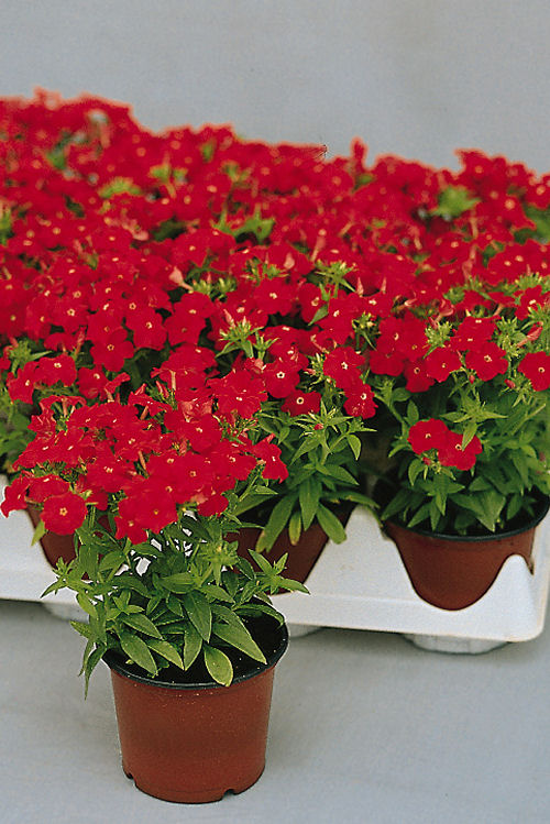 Phlox drummondii Ethnie Series (Flox) Scarlet 1000 semien