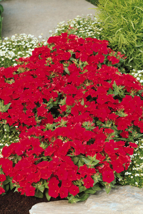 Phlox drummondii Ethnie Series (Flox) Red Velvet 1000 semien