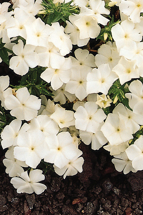 Phlox drummondii Ethnie Series (Flox) White 1000 semien
