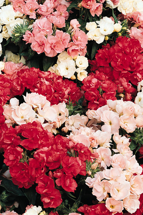 Phlox drummondii Promise Series (Flox) Mix 1000 semien