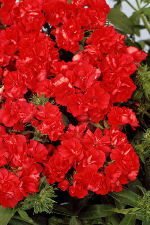 Phlox drummondii Promise Series (Flox) Scarlet 1000 semien