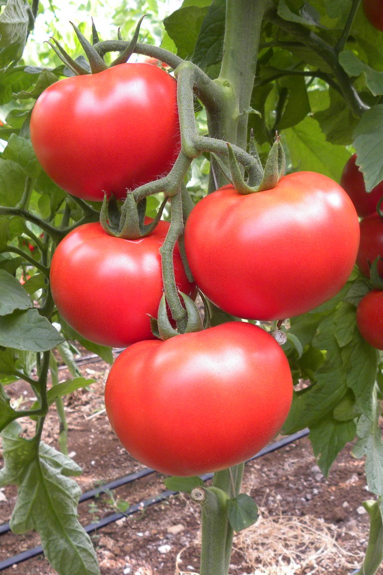 rajciak, velké rajciny, pitagora, 