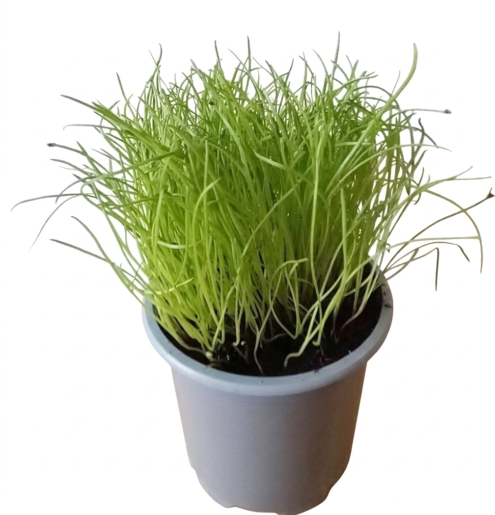 Skorocel kopijovitý Plantago lanceolata cca 1 kg