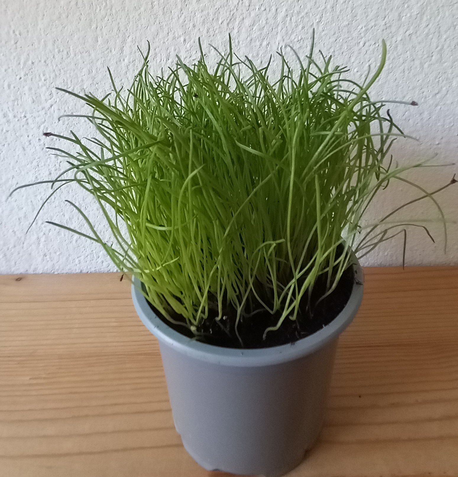 Skorocel kopijovitý Plantago lanceolata cca 1 kg