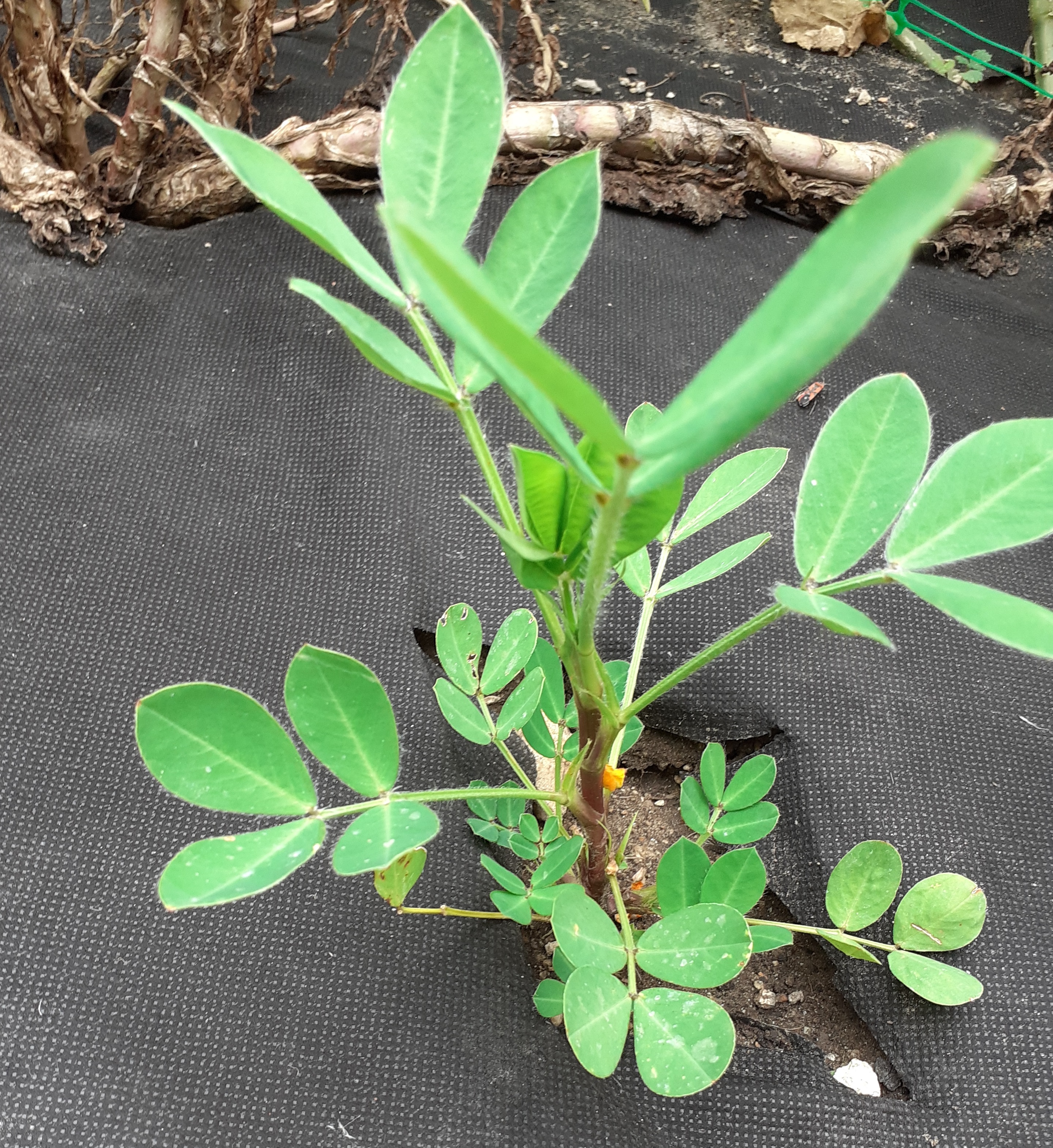 Podzemnica olejná, burský orech, arašidy, Arachis hypogaea cca 8 semien