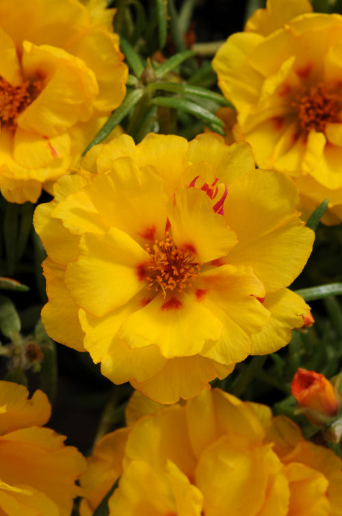 Portulaca grandiflora Happy Hour Series F1 Banana 1000 semien