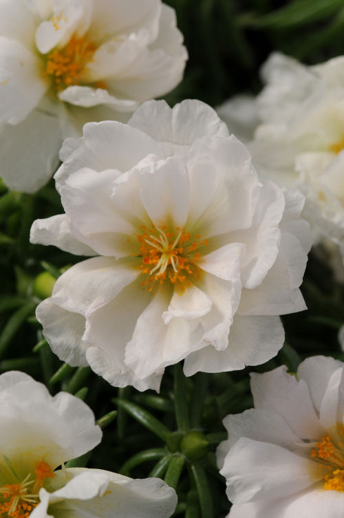 Portulaca grandiflora Happy Hour Series F1 Coconut 1000 semien