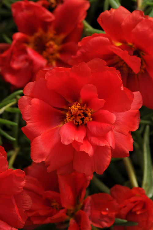 Portulaca grandiflora Happy Hour Series F1 Deep Red 1000 semien