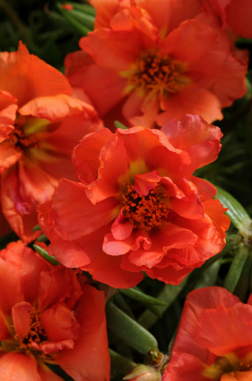 Portulaca grandiflora Happy Hour Series F1 Orange 1000 semien
