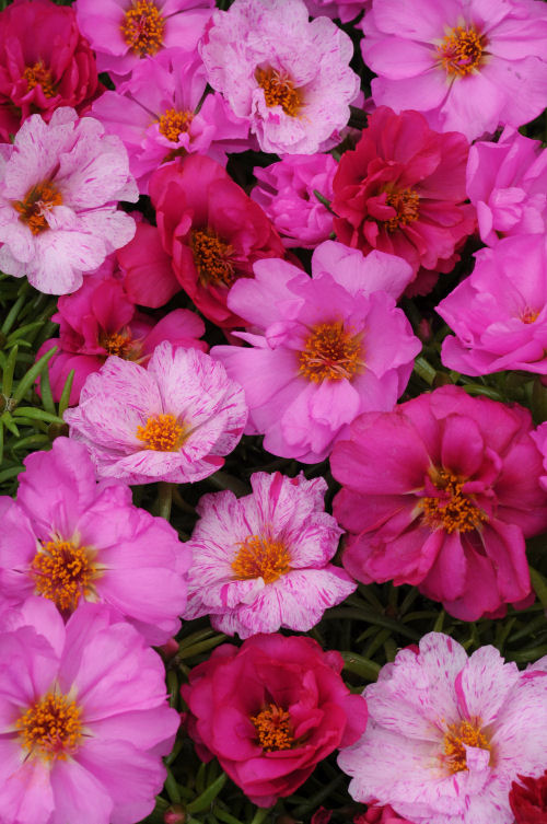 Portulaca grandiflora Happy Hour Series F1 Mix Pink Passion 1000 semien