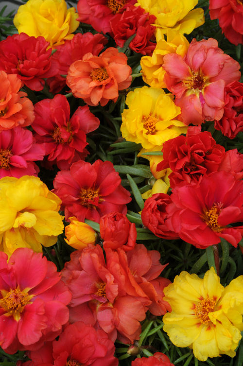 Portulaca grandiflora Happy Hour Series F1 Mix Tropical 1000 semien