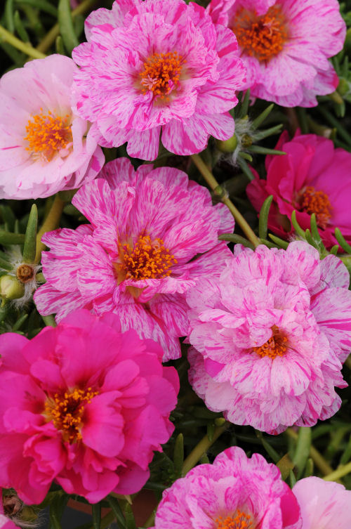 Trailing Portulaca grandiflora Happy Trails Series F1 Peppermint (Portulaka previslá, Šrucha) 2000 semien