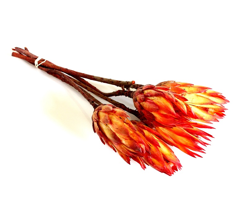 Protea Repens 5 stoniek