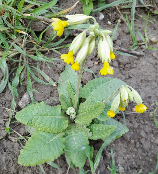 Primula veris, Prvosienka jarná cca 100 semien