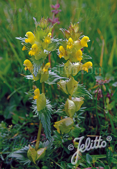 štrkáč menší RHINANTHUS minor cca. 20 semien